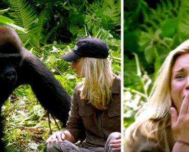 6 évvel a gorilla felnevelése után bemutatja neki a feleségét: a figyelmeztetések ellenére túl közel kerül hozzá