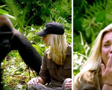 6 évvel a gorilla felnevelése után bemutatja neki a feleségét: a figyelmeztetések ellenére túl közel kerül hozzá 6 évvel a gorilla felnevelése után bemutatja neki a feleségét: a figyelmeztetések ellenére túl közel kerül hozzá