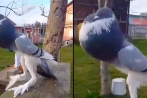 Egy „mutáns galamb” óriási lábakkal komolyan összezavarja az embereket