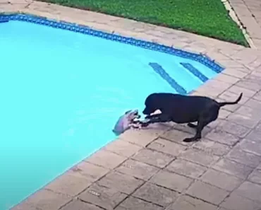 A kutya nem adja fel, amíg meg nem menti a testvérét az úszómedencéből.