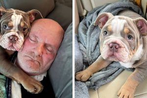 Az apa nem tervezi, hogy megszabaduljon a bulldog kiskutyától, miután a kisállat alvás közben megette a lábujját