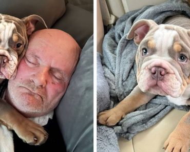 Az apa nem tervezi, hogy megszabaduljon a bulldog kiskutyától, miután a kisállat alvás közben megette a lábujját Az apa nem tervezi, hogy megszabaduljon a bulldog kiskutyától, miután a kisállat alvás közben megette a lábujját