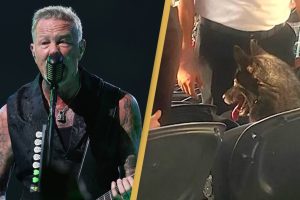 Egy kutya eltűnt otthonról, és beosont a Metallica koncertjére