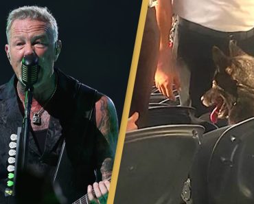Egy kutya eltűnt otthonról, és beosont a Metallica koncertjére Egy kutya eltűnt otthonról, és beosont a Metallica koncertjére