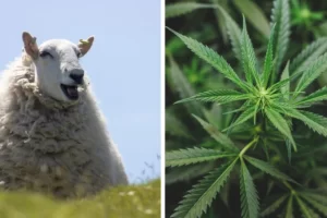 „Nem tudom, hogy sírjak vagy nevessek”: egy birkacsorda 270 kg kannabiszt fogyasztott el