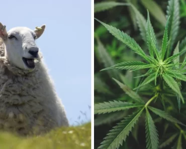 „Nem tudom, hogy sírjak vagy nevessek”: egy birkacsorda 270 kg kannabiszt fogyasztott el „Nem tudom, hogy sírjak vagy nevessek”: egy birkacsorda 270 kg kannabiszt fogyasztott el