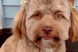 Ez a kutya különös külseje miatt „sokkolta” a közösségi médiát: az arca úgy néz ki, mint egy emberé